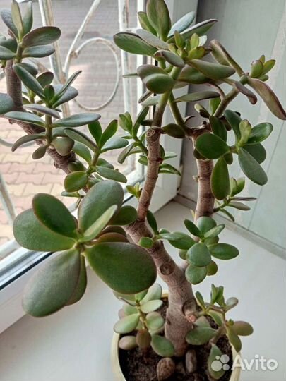 Денежное дерево, ростки в горшках укорененные