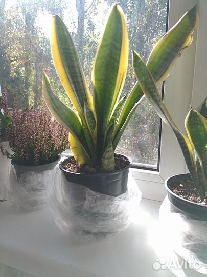 Сансевиерия