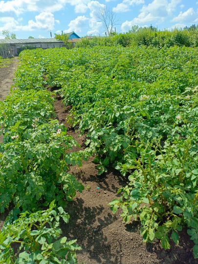 Дом 54,3 м² на участке 24,2 сот.