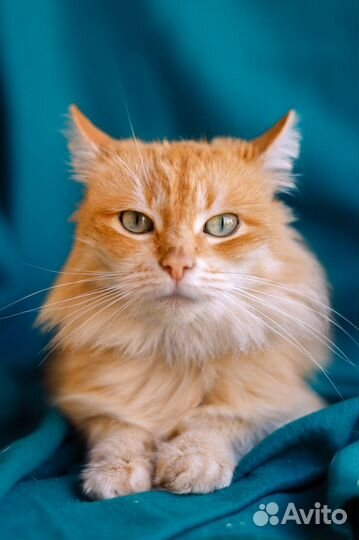 Грациозная, пушистая, рыжая, красивая кошка в дар