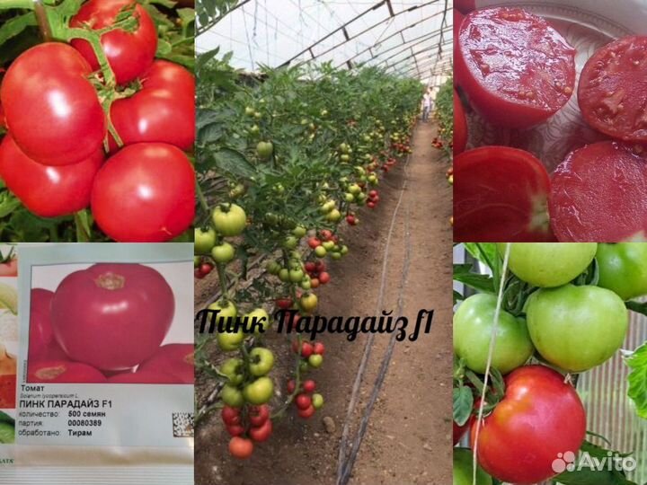 Профсемена высокорослых помидор Европа, Япония Ч 1