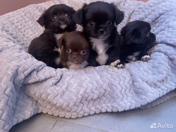 Шикарные детки чихуахуа