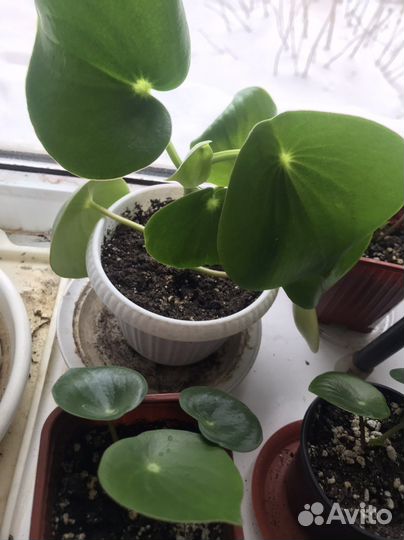 Комнатные растения цветы