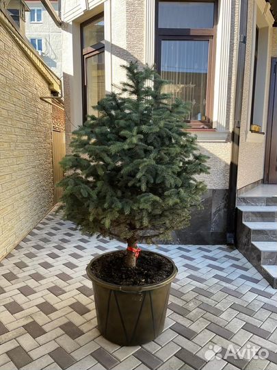 Ель голубая