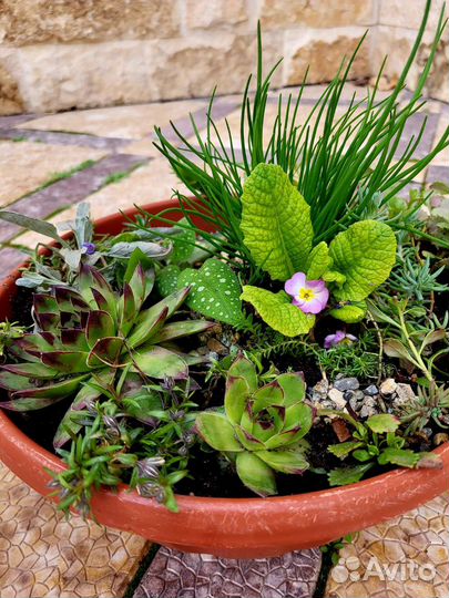 Растения для флорариума