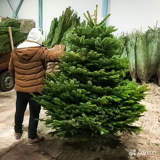 Ели, сосны оптом