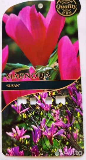 Магнолия растения