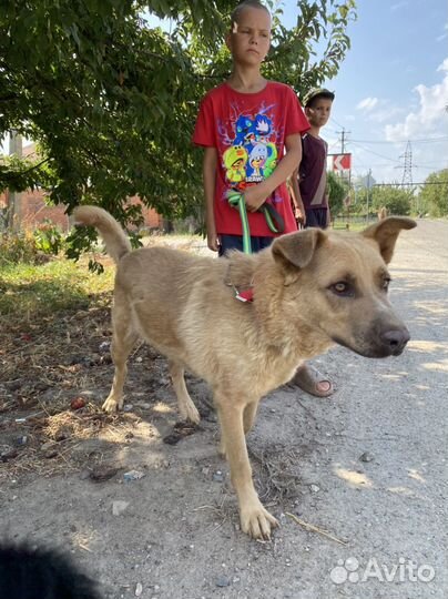 Шикарный мальчик Красавчик