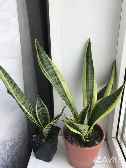 Фиалка, сансевиерия, стрептокарпус