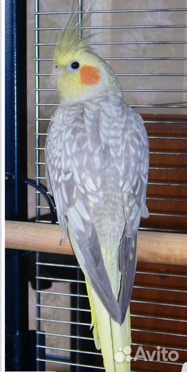Попугай корелла птенец
