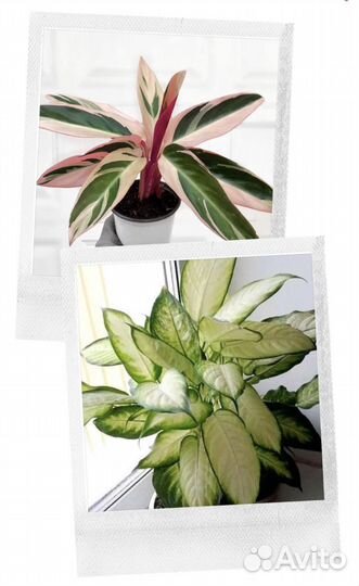 Строманта триколор/ Диффенбахия Камилла