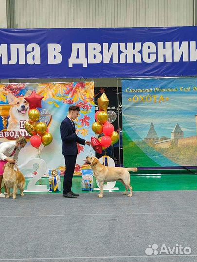 Услуги хендлера