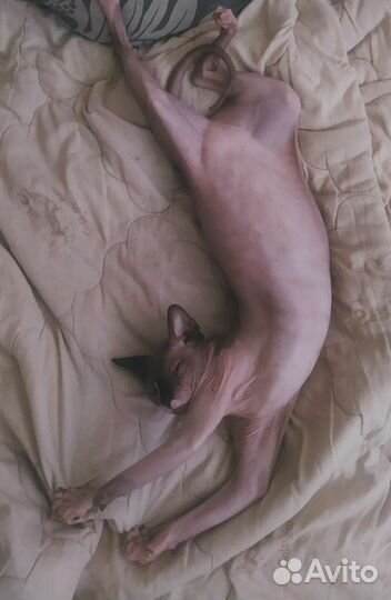 Сфинксы кот и кошка