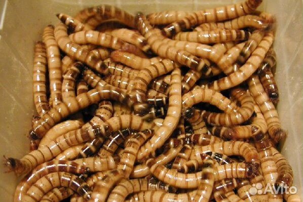 Кормовые тараканы, сверчки, зофобас