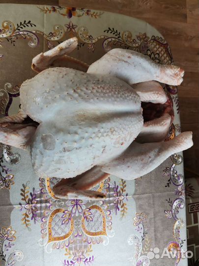 Мясо домашней индейки