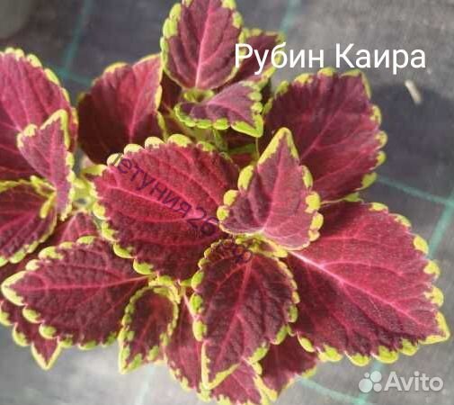 Колеусы российской селекции