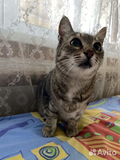 Котик ищет дом