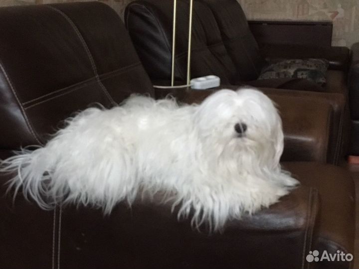 Мальтезе вязка