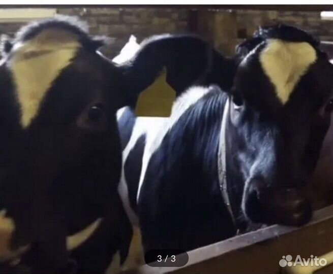 Телята мясной породы бычки