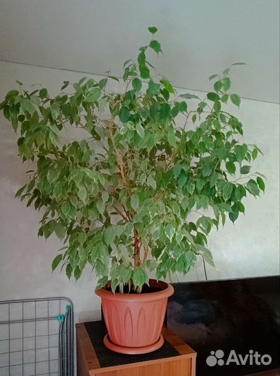 Фикус бенджамина