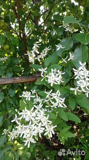 Многолетние растения для сада и дачи