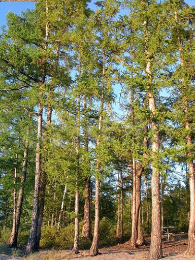 Участок 36 сот. (ИЖС)