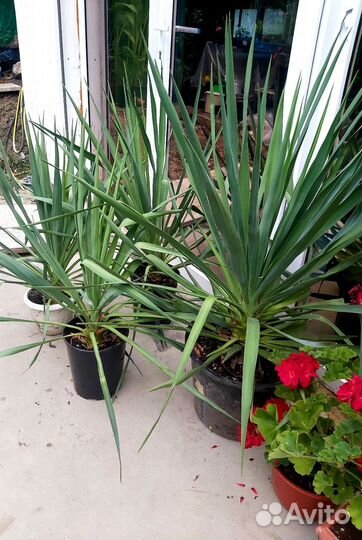 Пальма юкка