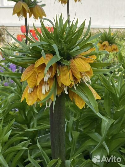 Рябчик императорский