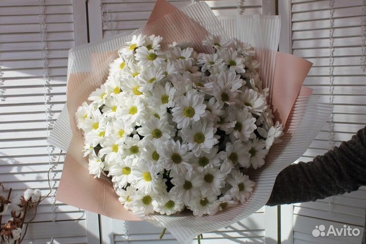 Хризантема Кеннеди