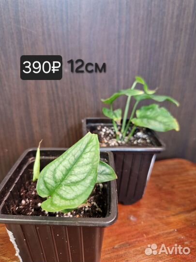 Монстера Силтепикана