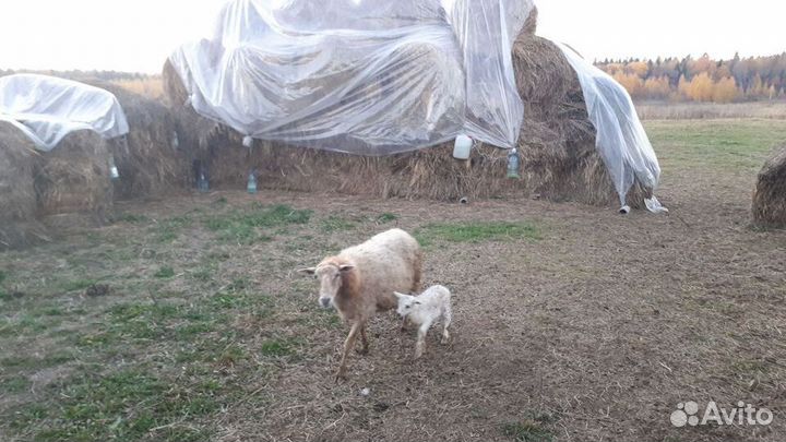 Бартер/продажа овец баран коров быки ферма земли