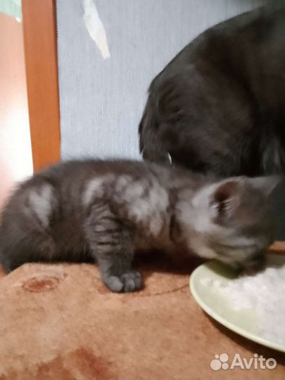 Котята