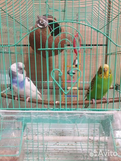 Волнистые попугаи пара