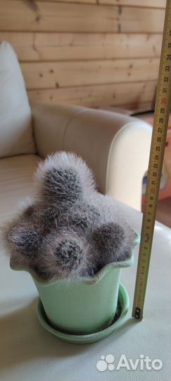 Пушистый кактус