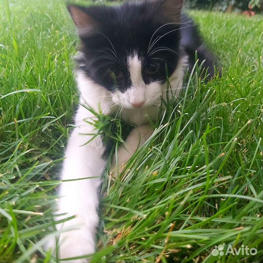 Тишка ищет дом