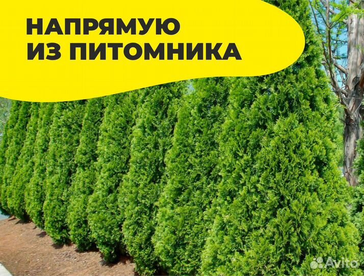 Туя 150 см