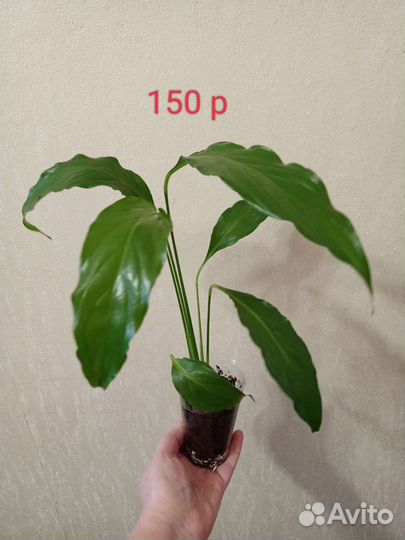 Спатифуллум