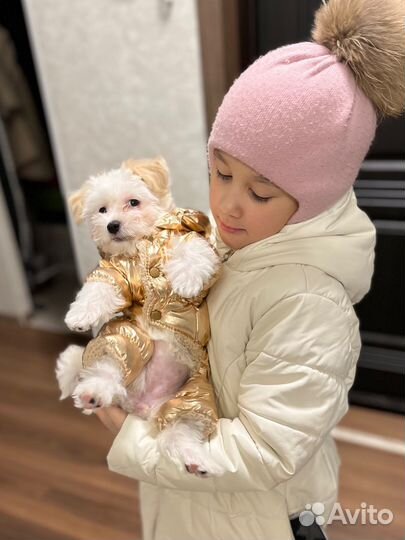 Комбинезон для собак s