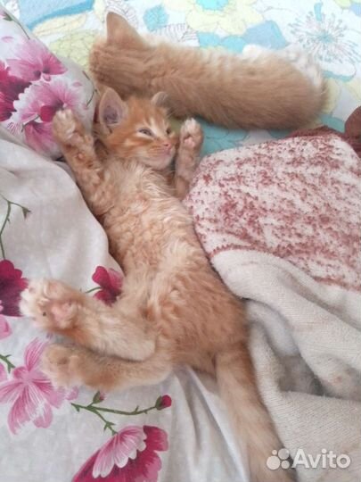 Котята бесплатно