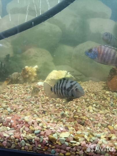 Цихлиды (Цихлозома)