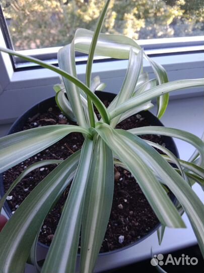 Хлорофитум кудрявый