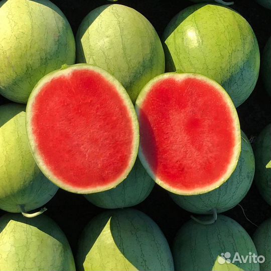 Семена порционного Арбуза Колибри F1