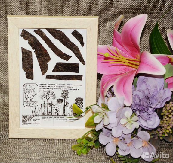 Риниофиты (первые растения) и окаменелые водоросли