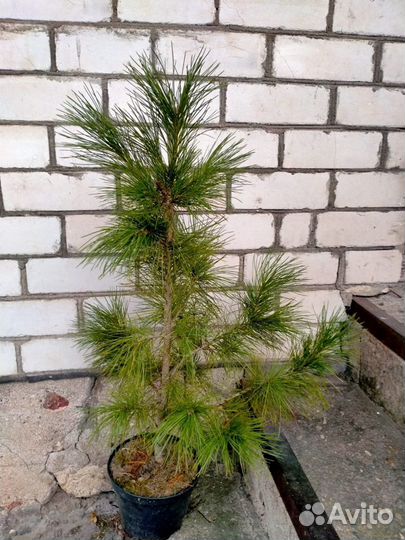 Цветы для дома и сада