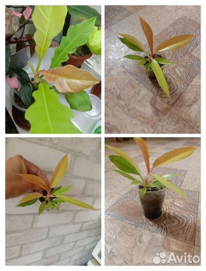 Филодендрон, сингониум