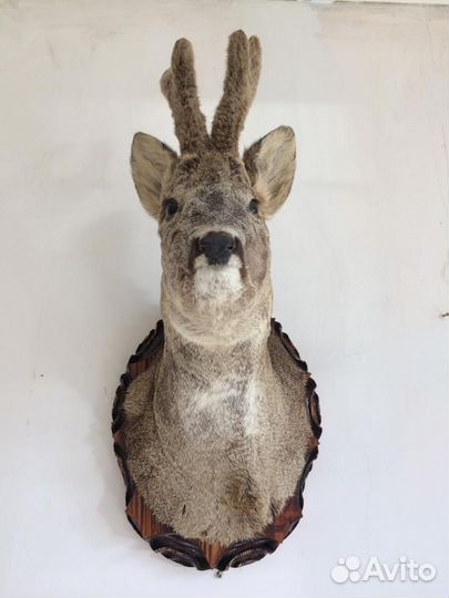 Чучело головы оленя