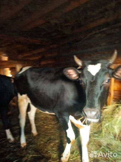 Телки нестельные