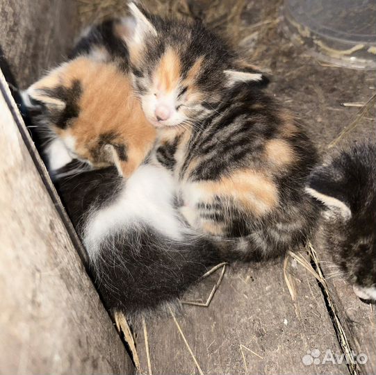 Отдам котят в добрые руки