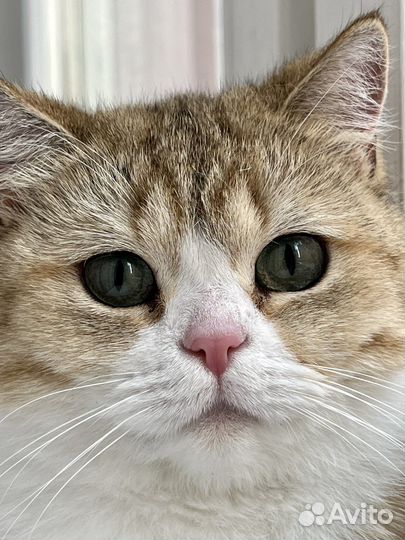 Кошка британская
