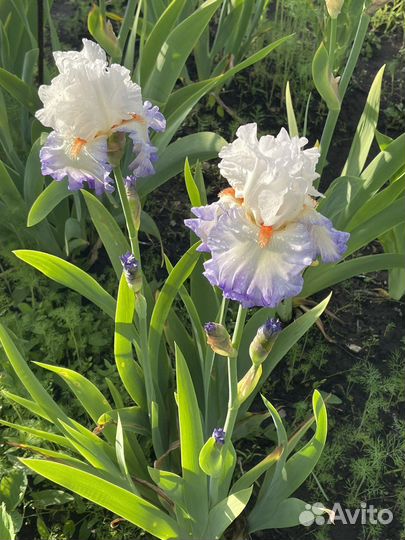 Ирис сортовой